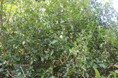 Strobilanthes foliosa